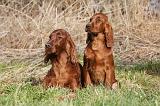 SETTER IRLANDAIS 212